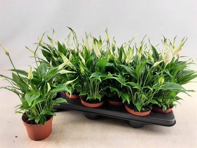 <h4>SPATH CHOPIN</h4>