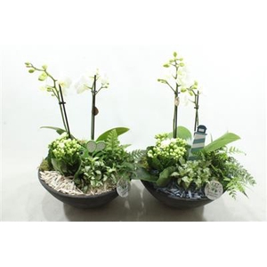 Ph12 Blue/white Ebbi Phal