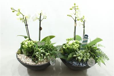<h4>Ph12 Blue/white Ebbi Phal</h4>