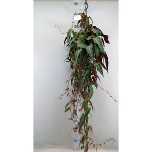 Parthenocissus inserta
