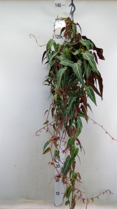 <h4>Parthenocissus inserta</h4>