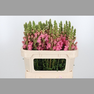 Antir Avignon Rose