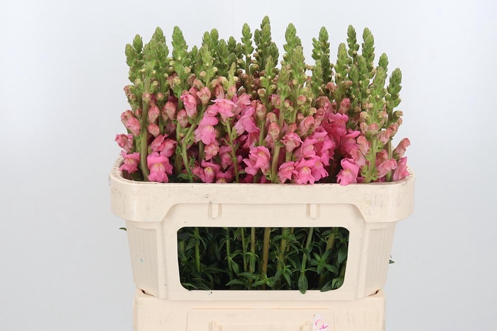 <h4>Antir Avignon Rose</h4>