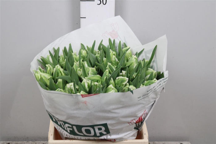 <h4>Tu Pa Super Parrot</h4>