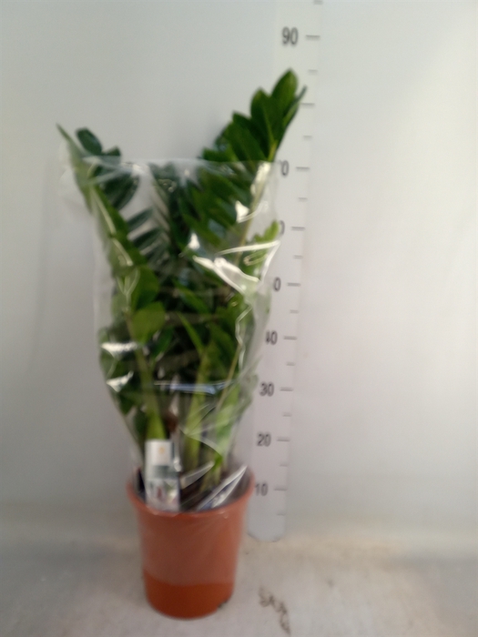 <h4>Zamioculcas zamiifolia</h4>