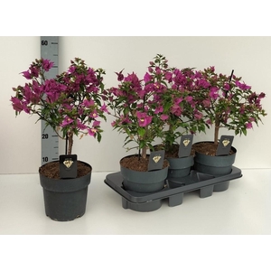 BOUGAINV ALEXANDRA