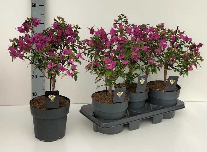 <h4>BOUGAINV ALEXANDRA</h4>