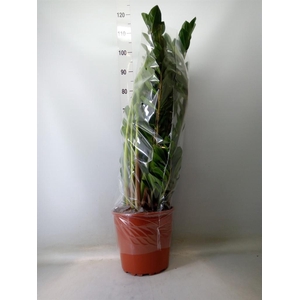 Zamioculcas zamiifolia