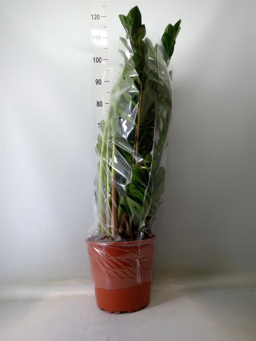<h4>Zamioculcas zamiifolia</h4>
