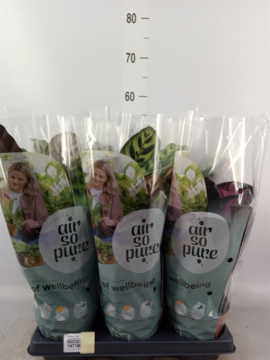 <h4>Calathea   ...mix</h4>