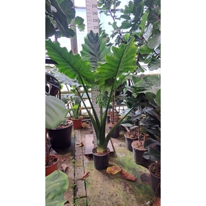 Alocasia Portodora
