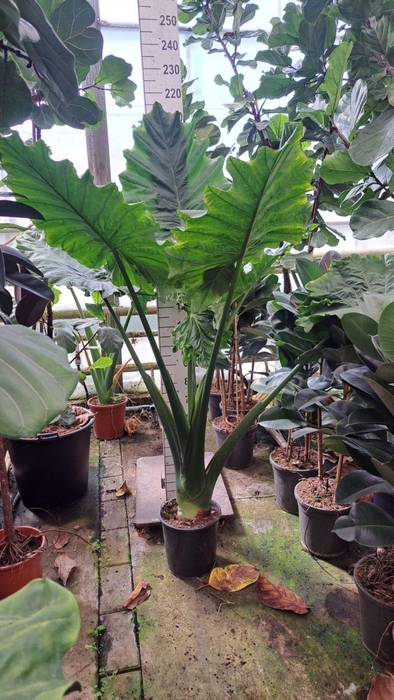 <h4>Alocasia Portodora</h4>