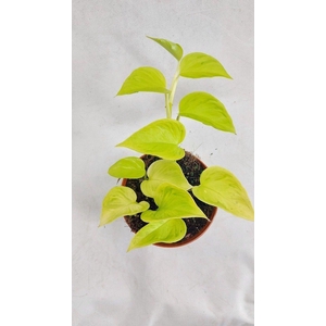 Epipr. Champs Elysees