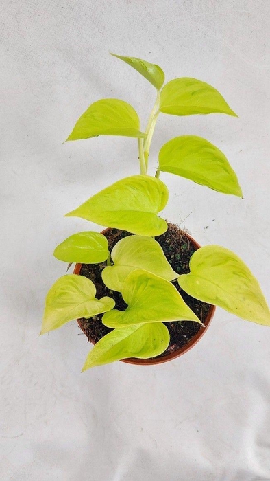 <h4>Epipr. Champs Elysees</h4>