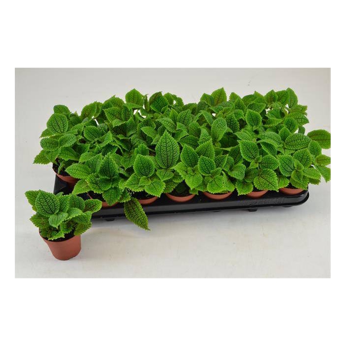 <h4>Pilea mollis alumi 8,5Ø 12cm</h4>