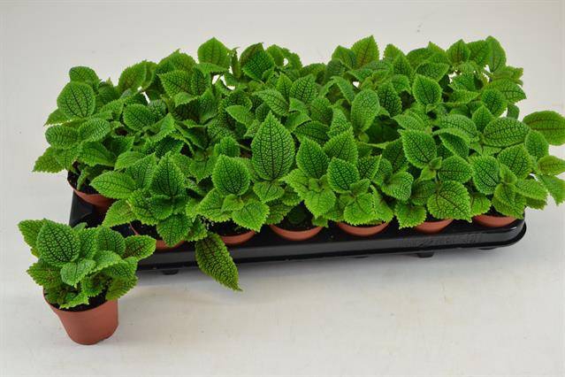 Pilea mollis alumi 8,5Ø 12cm