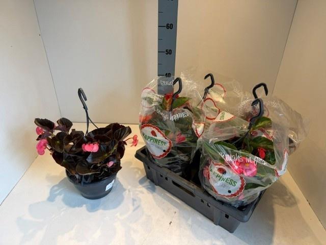 <h4>BEGO MWATT PINK BL</h4>