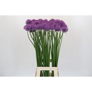 Allium Gladiator