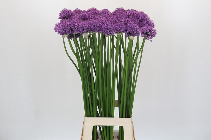 <h4>Allium Gladiator</h4>