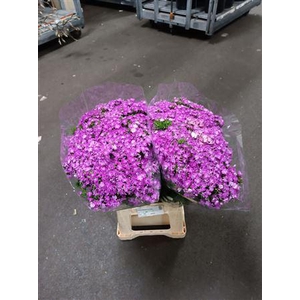 DI BARB AMAZONE LAVENDEL 50CM