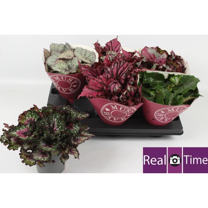 <h4>BEG BEL GEM</h4>