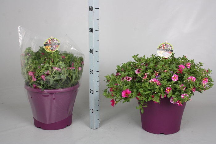 <h4>CALIB MINIF GEM POT</h4>