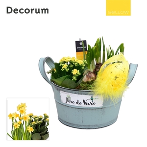 Calandiva & Narcis Joie de Vivre HL25565 [YELLOW]