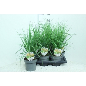 Calamagrostis acutifl. 'Karl Foe'