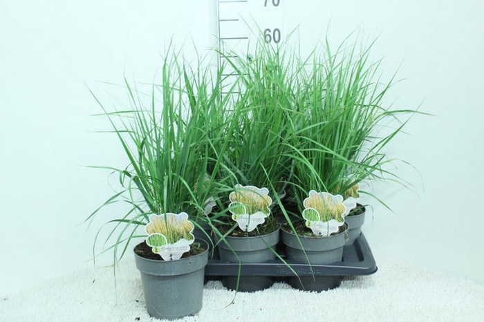 <h4>Calamagrostis acutifl. 'Karl Foe'</h4>