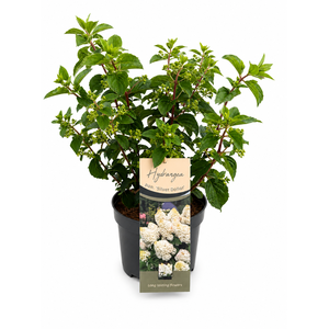 Hydrangea Pan. Silver Dollar