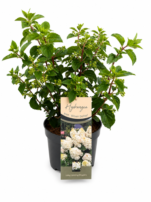 <h4>Hydrangea Pan. Silver Dollar</h4>