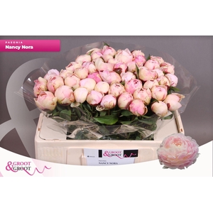 PAEONIA LACT. 'NANCY NORA' EXTRA