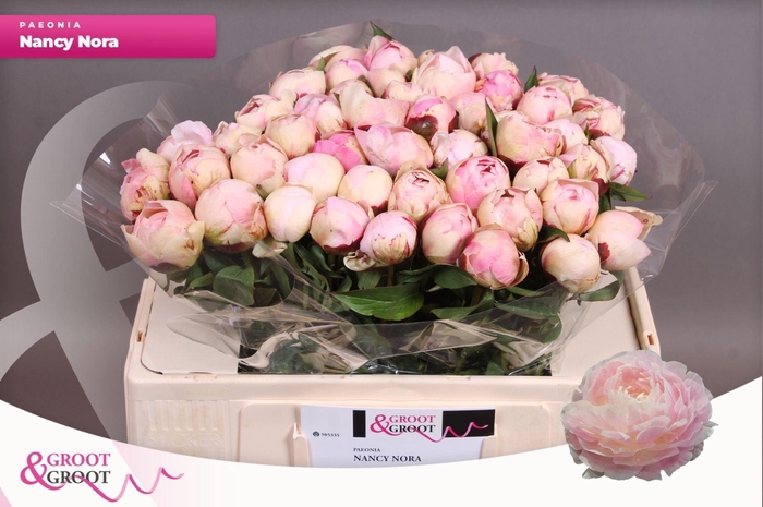 <h4>PAEONIA LACT. 'NANCY NORA' EXTRA</h4>