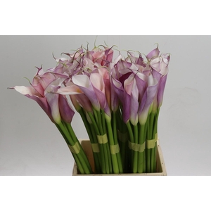 Zantedeschia Eydolls Purple White