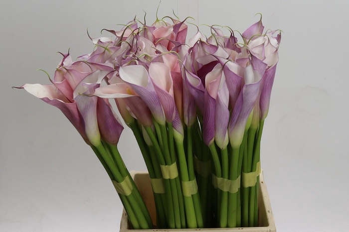 <h4>Zantedeschia Eydolls Purple White</h4>