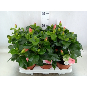 Hibiscus rosa-sin. 'Sunny Venetie'