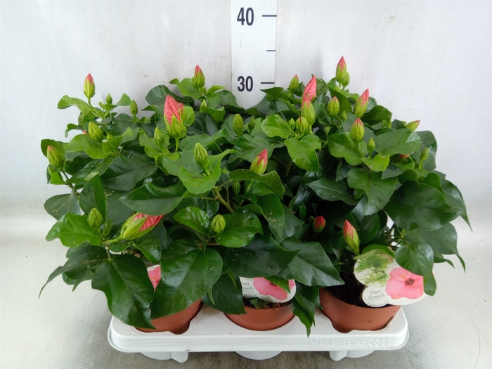 <h4>Hibiscus rosa-sin. 'Sunny Venetie'</h4>