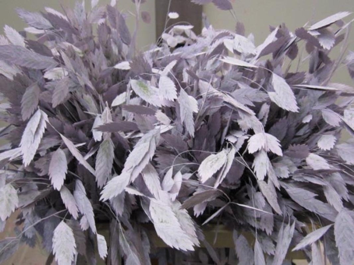<h4>Chasmanthium Licht Milka</h4>