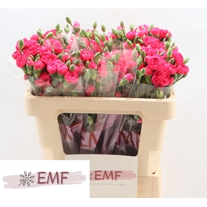 Di Tr Cherry Blossom+