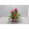 Bromelia compositie H% keramiek Coupe Exotic Classic Ø20
