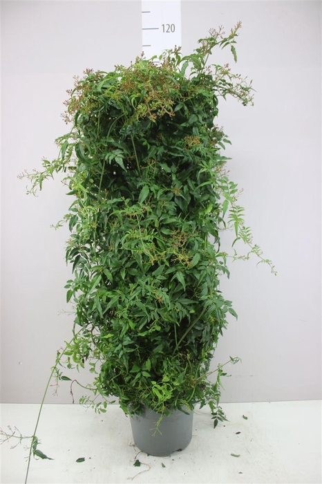 <h4>Jasminum Op Rek 800+</h4>