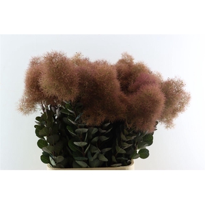 Cotinus Magical Red Torch Xxl