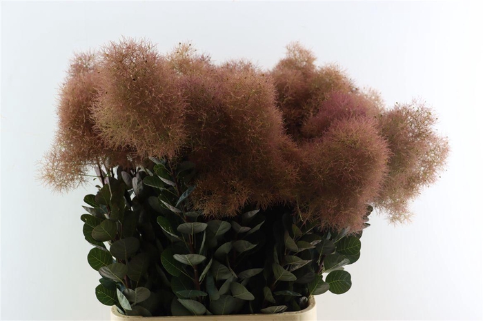 <h4>Cotinus Magical Red Torch Xxl</h4>