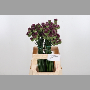 Allium Sphaerocephal (kogel)