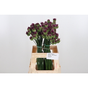 Allium Sphaerocephal (kogel)