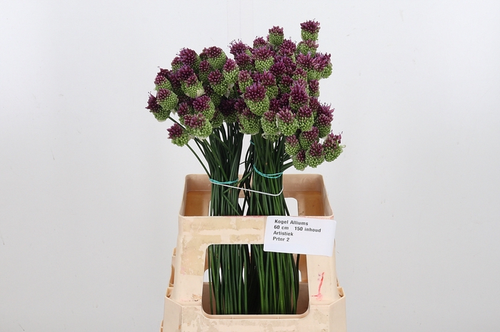 <h4>Allium Sphaerocephal (kogel)</h4>