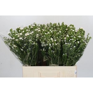 Aster Paquita