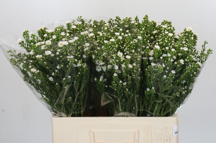 <h4>Aster Paquita</h4>