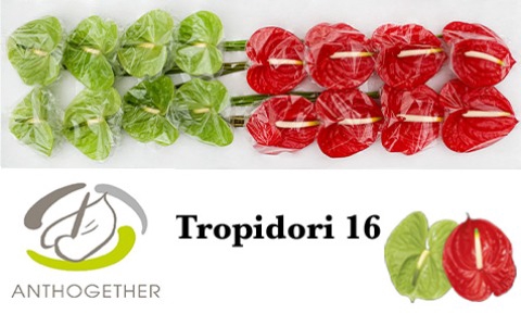 <h4>Anthurium Tropidori</h4>