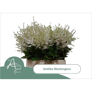 ASTIL JA WASHINGTON